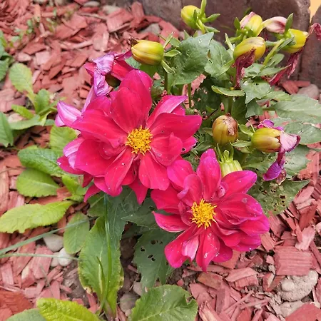 Drinski Odmor ,,mima,, 1 * Perucac