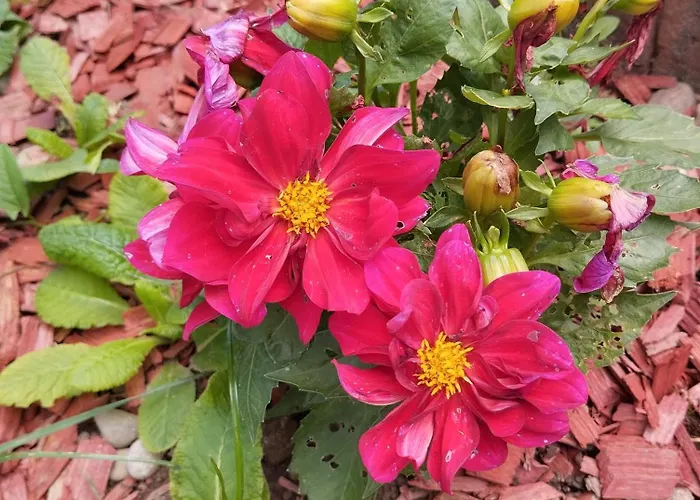 Drinski Odmor ,,mima,, 1 * Perucac